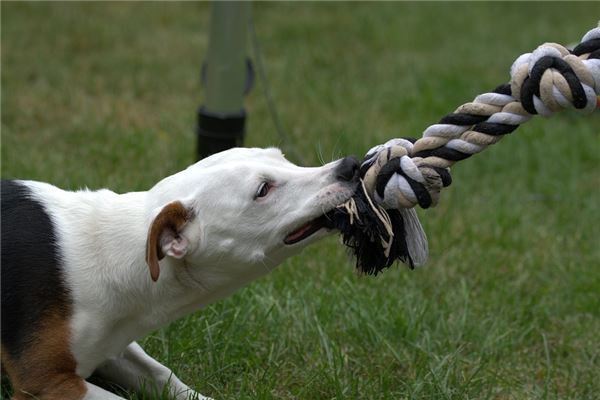 夢見被別人的狗咬到腿_周公解夢