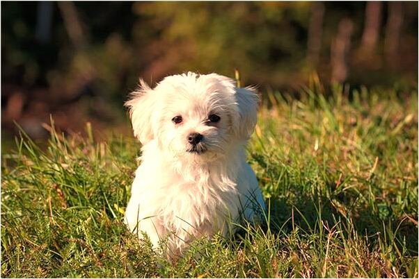 夢見有小蛇纏身是好的徵兆嗎_周公解夢官網