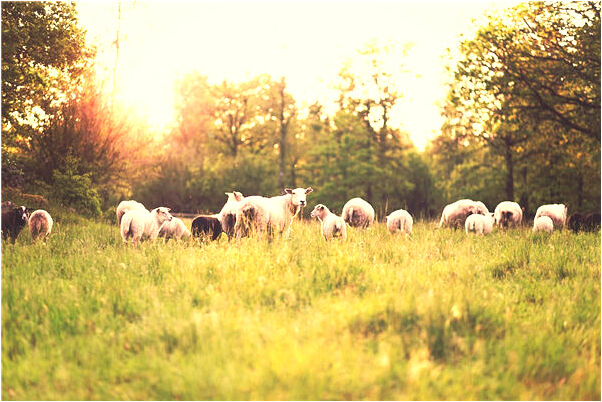 夢見爺爺復活預示什麼_周公解夢官網