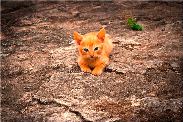 夢見有人被毒死是什麼徵兆_周公解夢官網