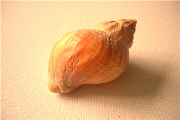 夢到了中三槍有什麼預示嗎_周公解夢官網