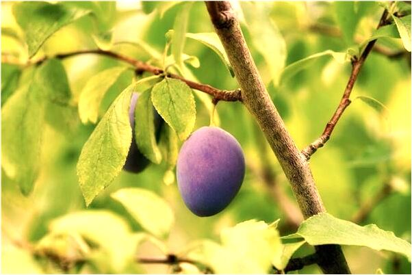 夢見濕疣和疣有什麼含義_周公解夢官網