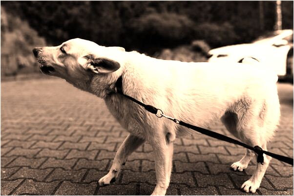 夢到了抓田螺有什麼含義_周公解夢官網