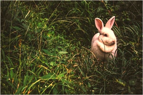 夢見臥室破是凶兆還是吉兆_周公解夢官網