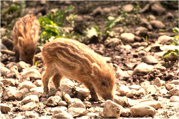 夢見地球發生大災難是凶兆還是吉兆_周公解夢官網