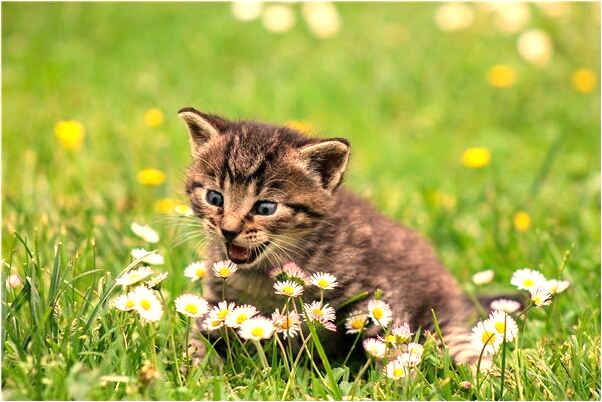 夢見大象卡在廁所是什麼徵兆_周公解夢官網