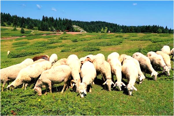 夢見撿到黃色的佛項鍊是凶兆還是吉兆_周公解夢官網