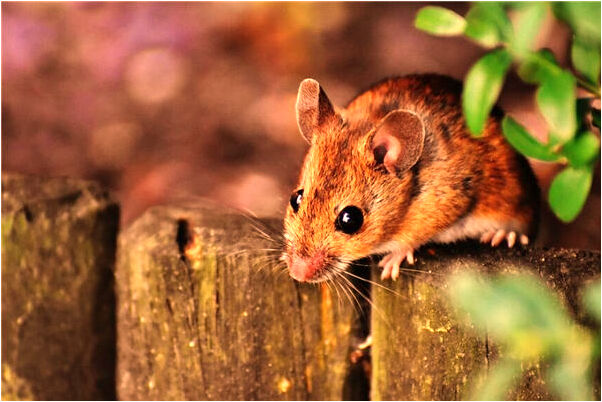 夢見一半豬肉自己自己在剔排骨是什麼意思？_周公解夢官網