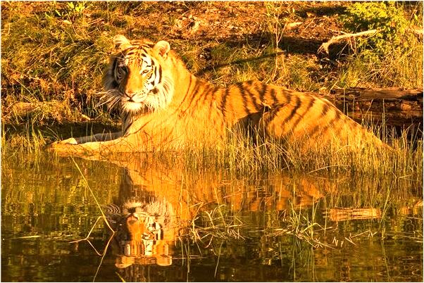 夢到被黑蛇咬了一口是什麼預兆_周公解夢官網