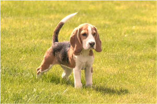 夢到了在封神有什麼說法_周公解夢官網