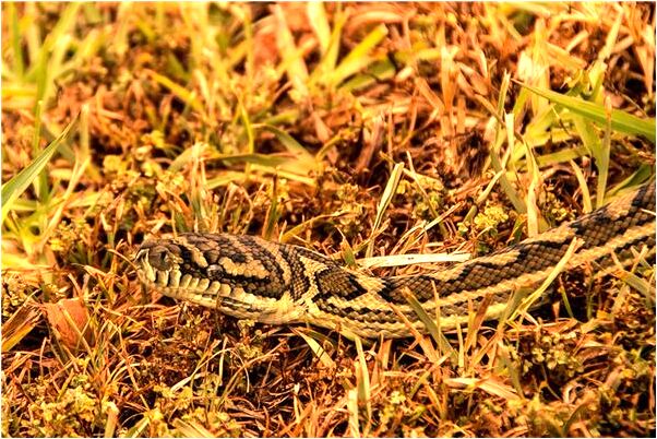 夢到買牛仔褲是凶兆還是吉兆_周公解夢官網