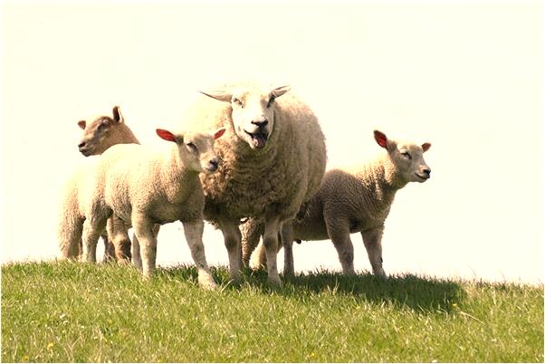 夢到了風吹進屋意味著什麼_周公解夢官網