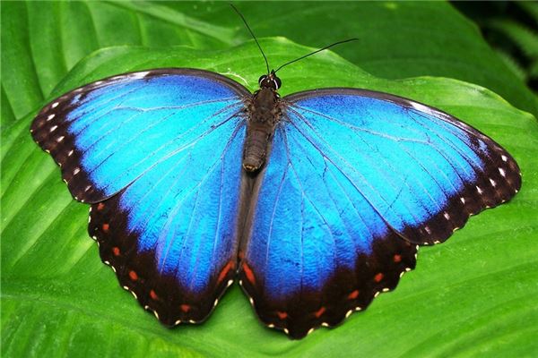 夢到大昆蟲是怎么回事_周公解夢