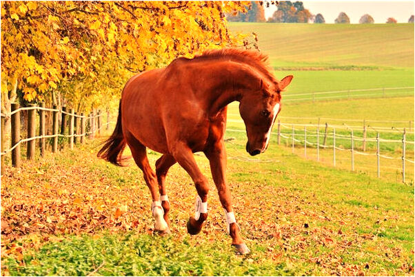 夢到黑鳳凰奄奄一息意味著什麼_周公解夢官網