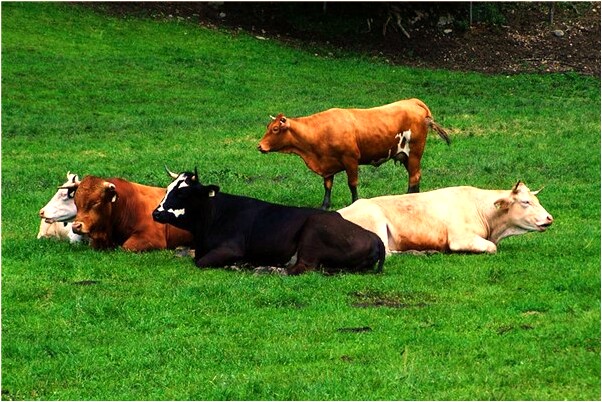 夢見對象不穿衣服是啥預兆_周公解夢官網