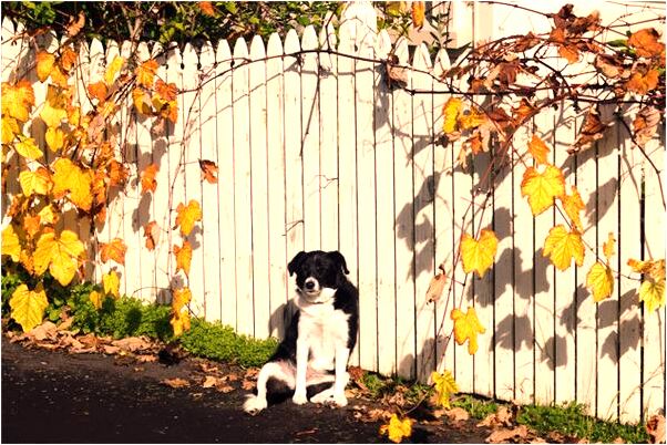夢到了自己右腿腫時好時壞呢什麼寓意_周公解夢官網