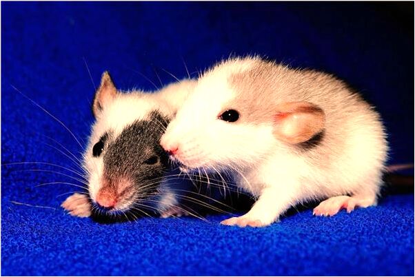 夢到踢死黑色小狗有什麼寓意嗎？_周公解夢官網