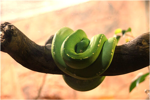 夢到了老公頭被打流血意味著什麼_周公解夢官網