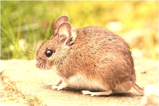 夢到在雨中找男朋友什麼預兆_周公解夢官網