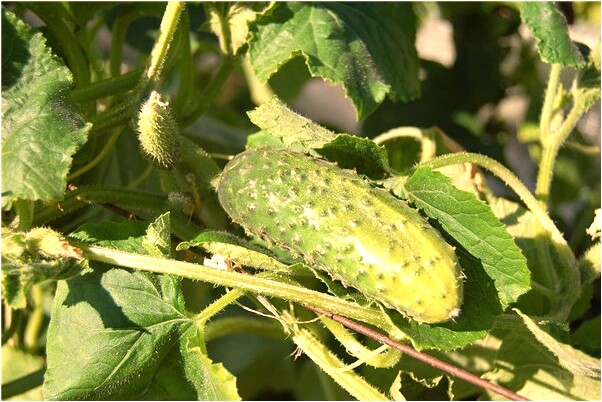 夢到了女婿過得很糟會有什麼預兆_周公解夢官網