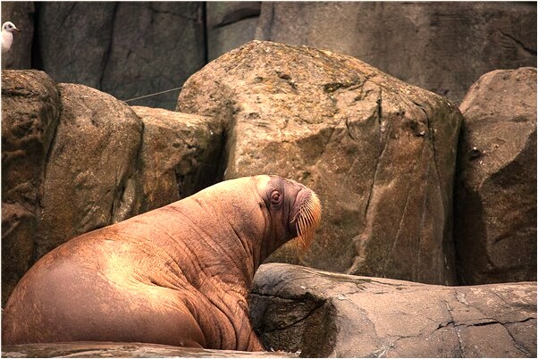 夢到槍殺兩隻白鳥代表什麼_周公解夢官網