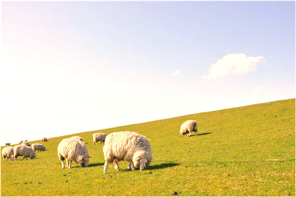 夢見陌生女人應俜我的員工代表著什麼_周公解夢官網