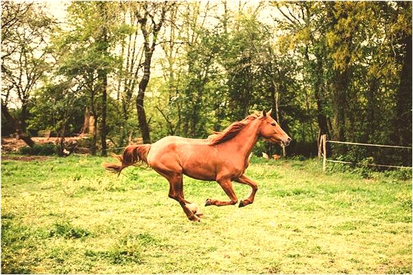 夢到了母親掉河裡我去救她是凶兆還是吉兆_周公解夢官網