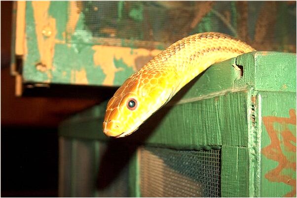 夢見手臂長紫鱗是啥預兆_周公解夢官網