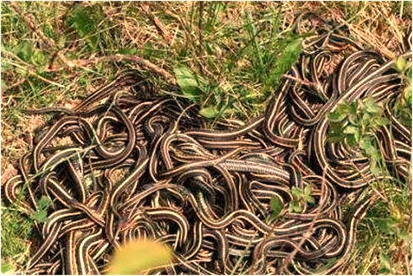 夢到了種苦瓜有什麼意義嗎_周公解夢官網