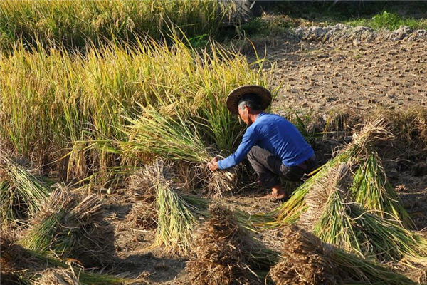 夢見收稻穀是什麼意思_周公解夢