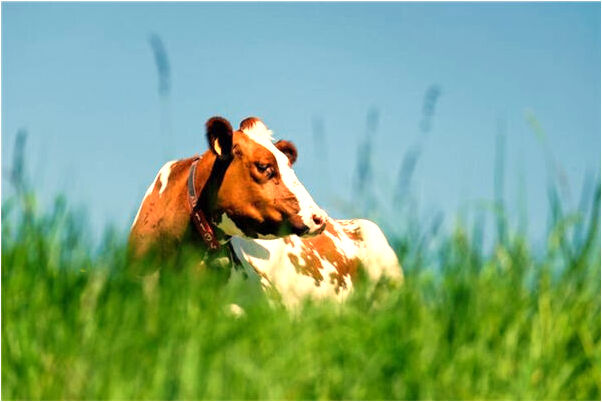 夢到拍戲當演員中兩槍是什麼預兆_周公解夢官網