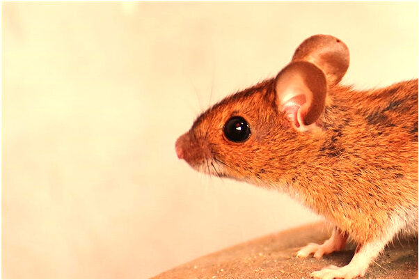 夢見左下大牙掉吐出來有很多血意味著什麼_周公解夢官網