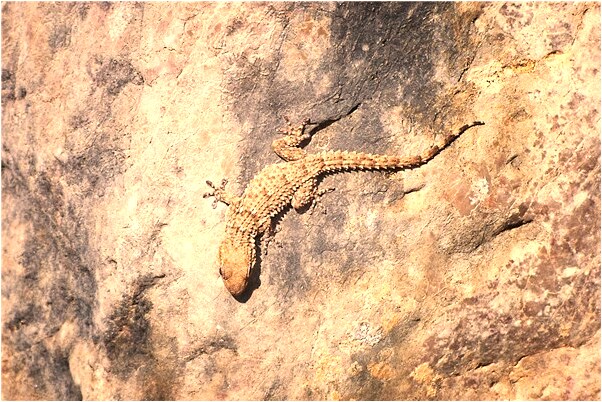 夢見一個孩子腦袋開裂有什麼意思嗎_周公解夢官網