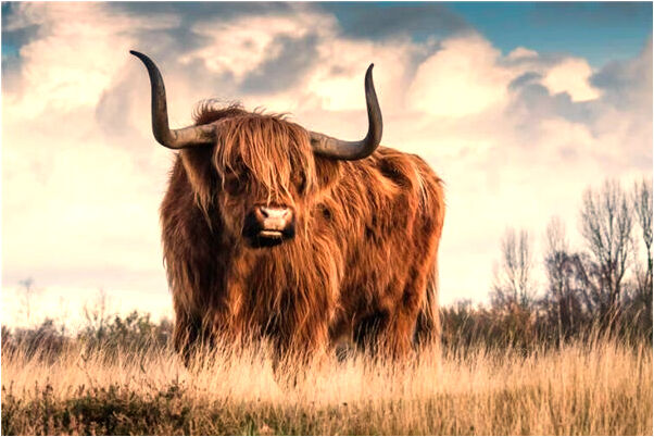 夢到女人紅桃子好不好_周公解夢官網