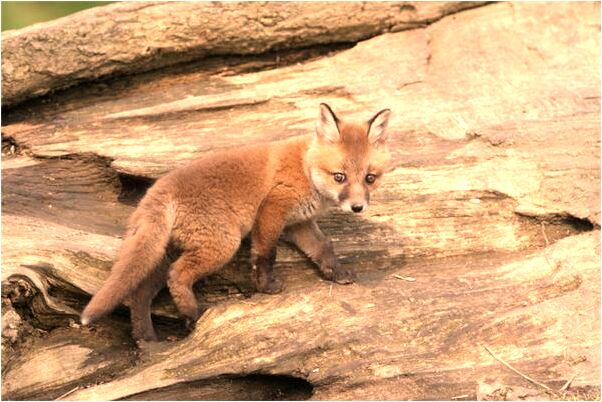 夢到在爹娘的墳前吃法是什麼啟示_周公解夢官網