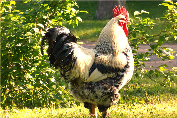 夢見陌生人求婚意味什麼_周公解夢官網