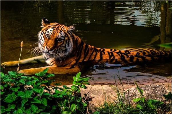 夢到自己母親屍體是什麼預兆？_周公解夢官網