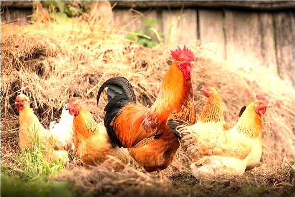 夢到了很多樹段是好的徵兆嗎_周公解夢官網