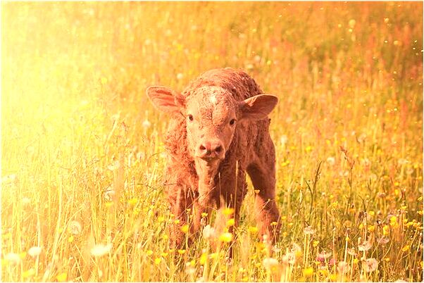 夢到了送老人回家有什麼寓意嗎？_周公解夢官網