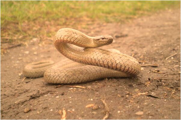 夢到被蛇咬然後把蛇打死了會有什麼預兆_周公解夢官網