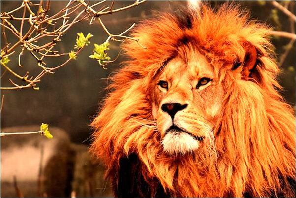 夢見殺人然後自殺有什麼預示嗎_周公解夢官網