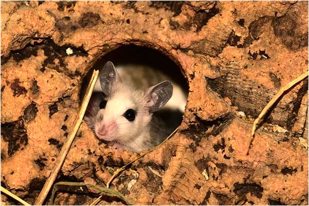 夢到好像又有一條在追我是啥意思_周公解夢官網
