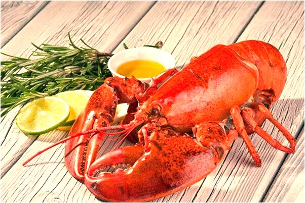 夢到貓死掉流血預示了什麼_周公解夢官網