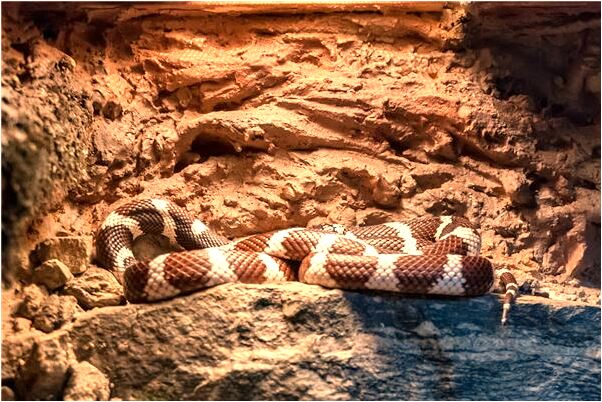 夢到很多很多的大魚小魚的預兆_周公解夢官網