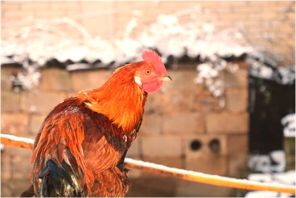 夢到老婆生了兩個兒子會有什麼預兆_周公解夢官網