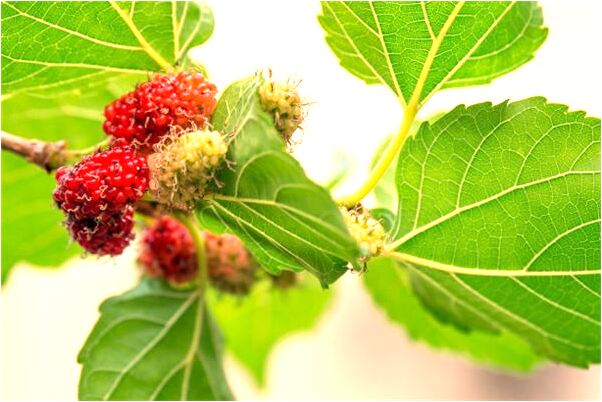 夢到抱小孩餵雞肝什麼預兆_周公解夢官網