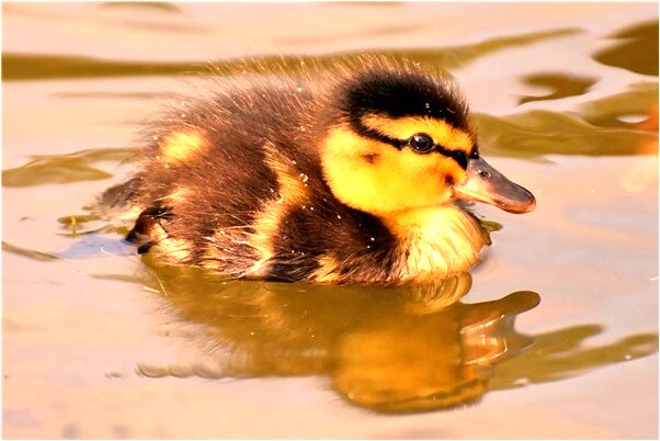 夢到水水草魚是什麼預兆_周公解夢官網