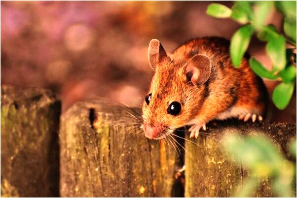 夢見和女生說話有什麼預兆_周公解夢官網