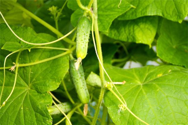 夢見摘黃瓜吃_周公解夢