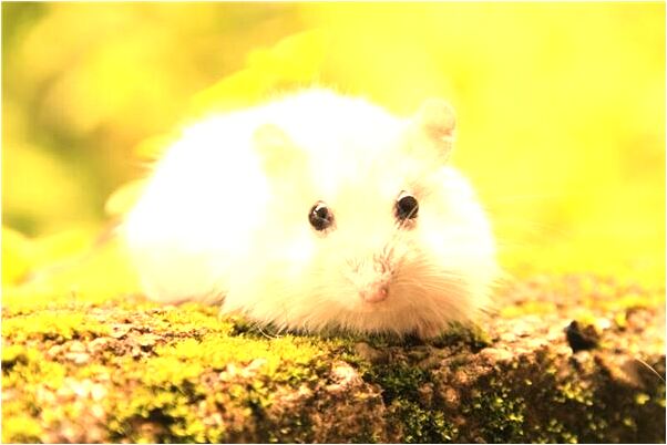 夢到了夢摘桔子有何寓意_周公解夢官網